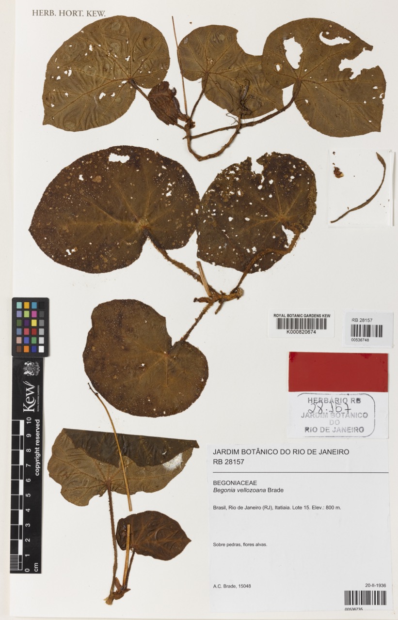 B. vellozoana